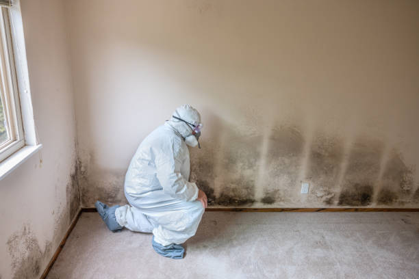 Best Mold Odor Removal Services  in Augusta, GA